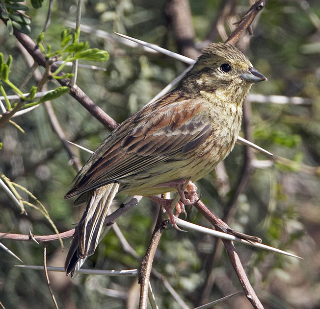 Cirl Bunting